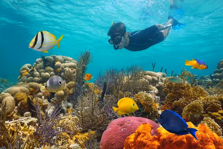 Snorkeler over vibrant coral reef and tropical fish on White Island and Ras Mohamed trip from Sharm