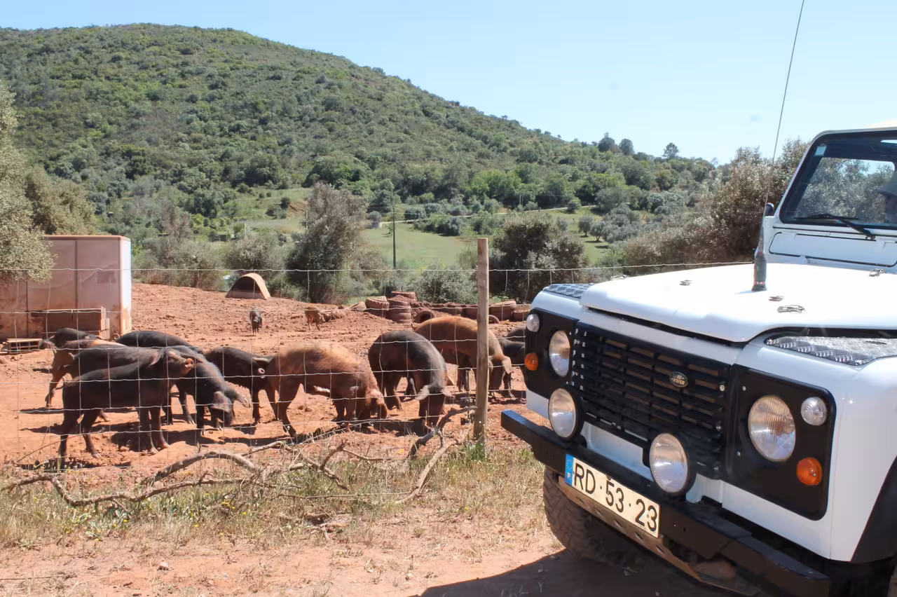 White 4x4 jeep beside fenced pig farm with green hills on Jeep Zoofari, off-road safari and animal spotting