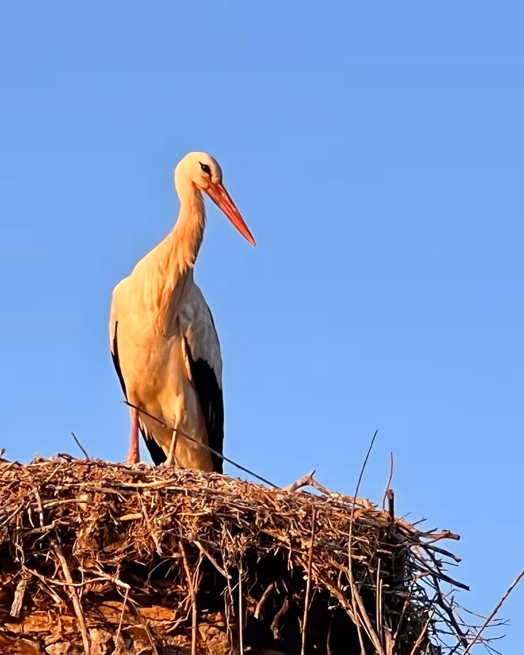 White stork in its nest at sunset above the Arade River, a common wildlife sighting on private boat tours to Silves, Algarve