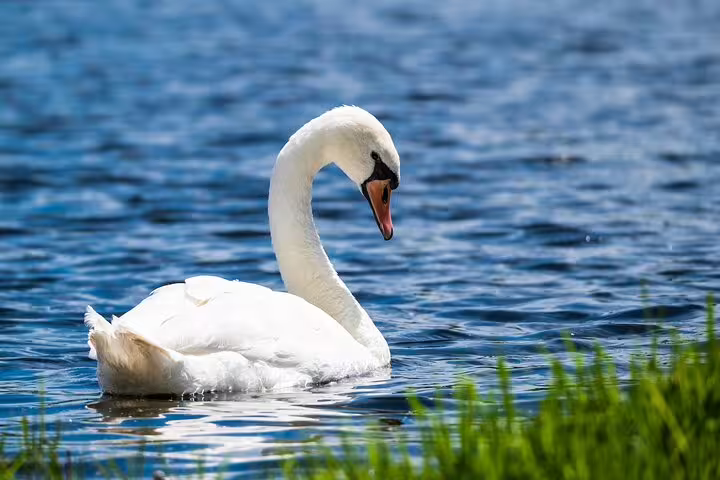 White swan gliding on the Danube near Djerdap Gorge, serene nature stop on a private full-day tour