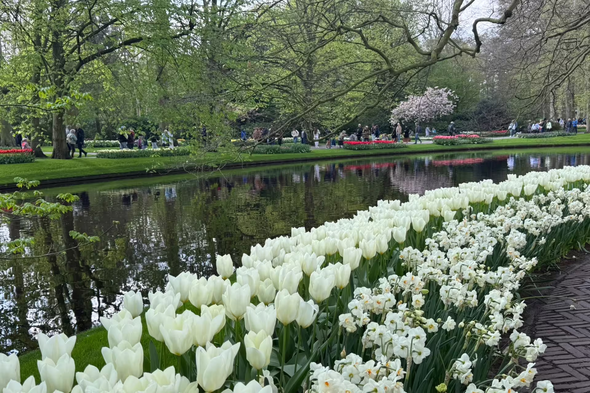 White tulips by a reflective pond at Keukenhof Gardens, a highlight of Amsterdam Keukenhof and Giethoorn tour