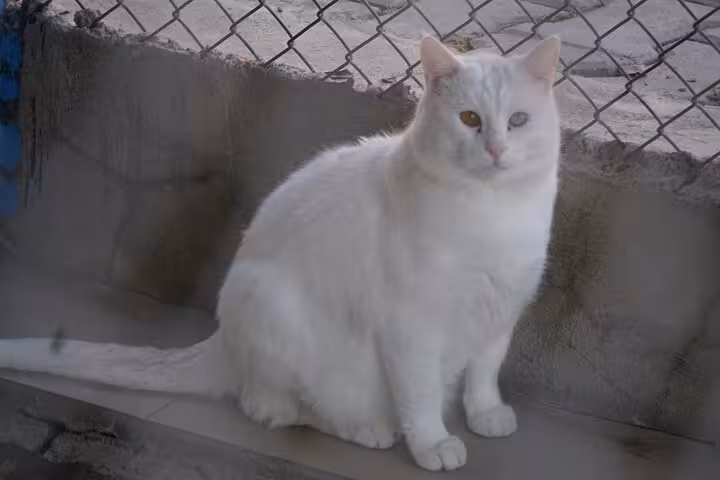 White Van cat with heterochromia by a fence, a unique local sight on an all-inclusive private guided 3-day Van tour