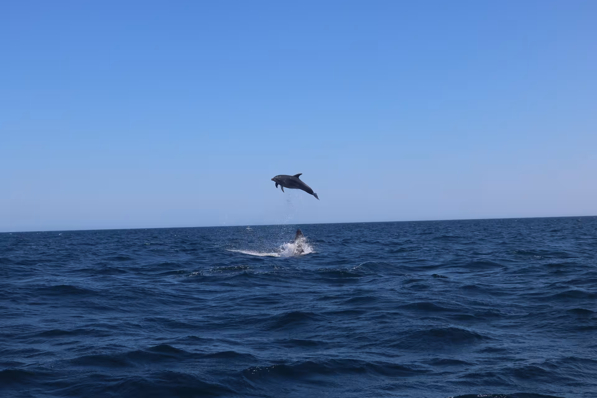Wild dolphin leaping high above Atlantic Ocean waves on EXPEDITION Dolphins & Marine Wildlife watching cruise