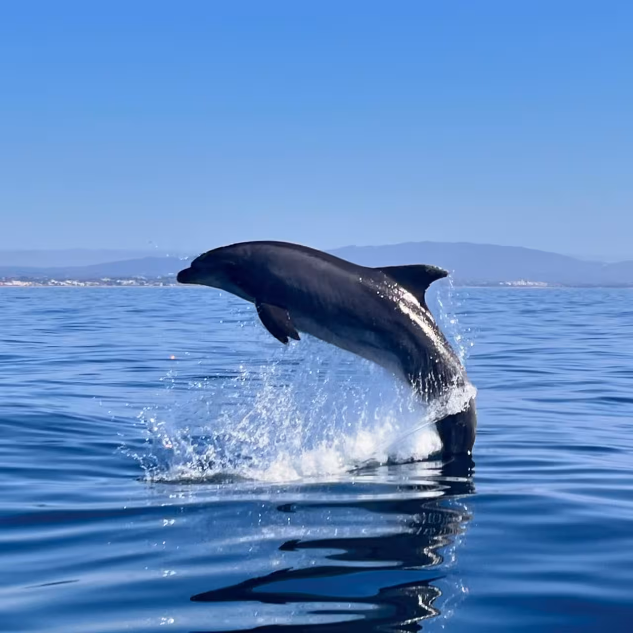 Wild dolphin leaping from the Atlantic Ocean on a private dolphin watching tour near Ponta da Piedade, Algarve coast