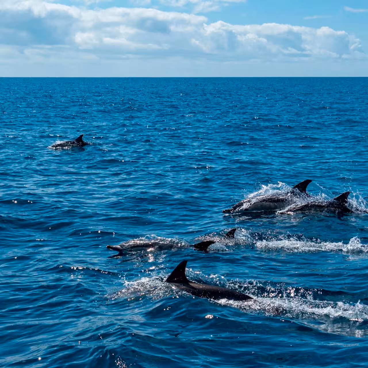 Pod of wild dolphins swimming beside a private Algarve dolphin watching boat tour on the Atlantic Ocean