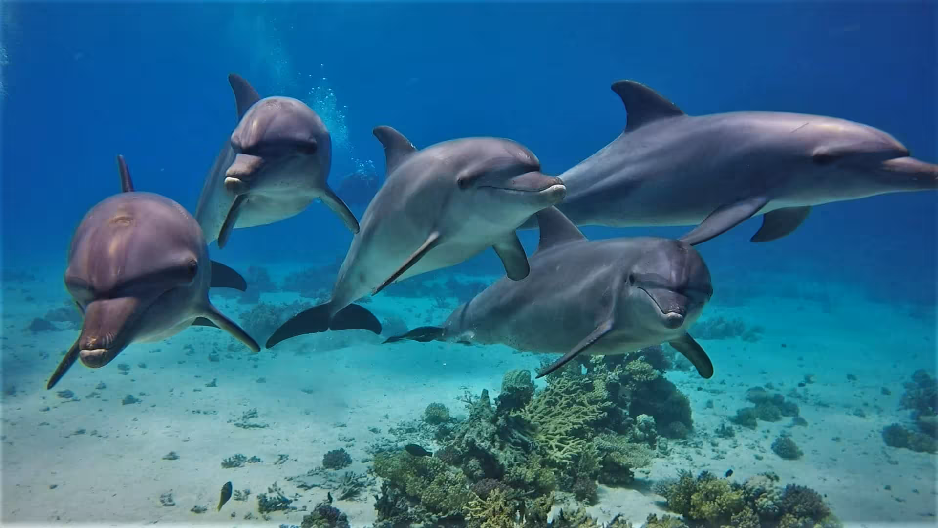 Pod of wild dolphins swimming over coral reef at Dolphin House, Red Sea snorkeling tour from Hurghada