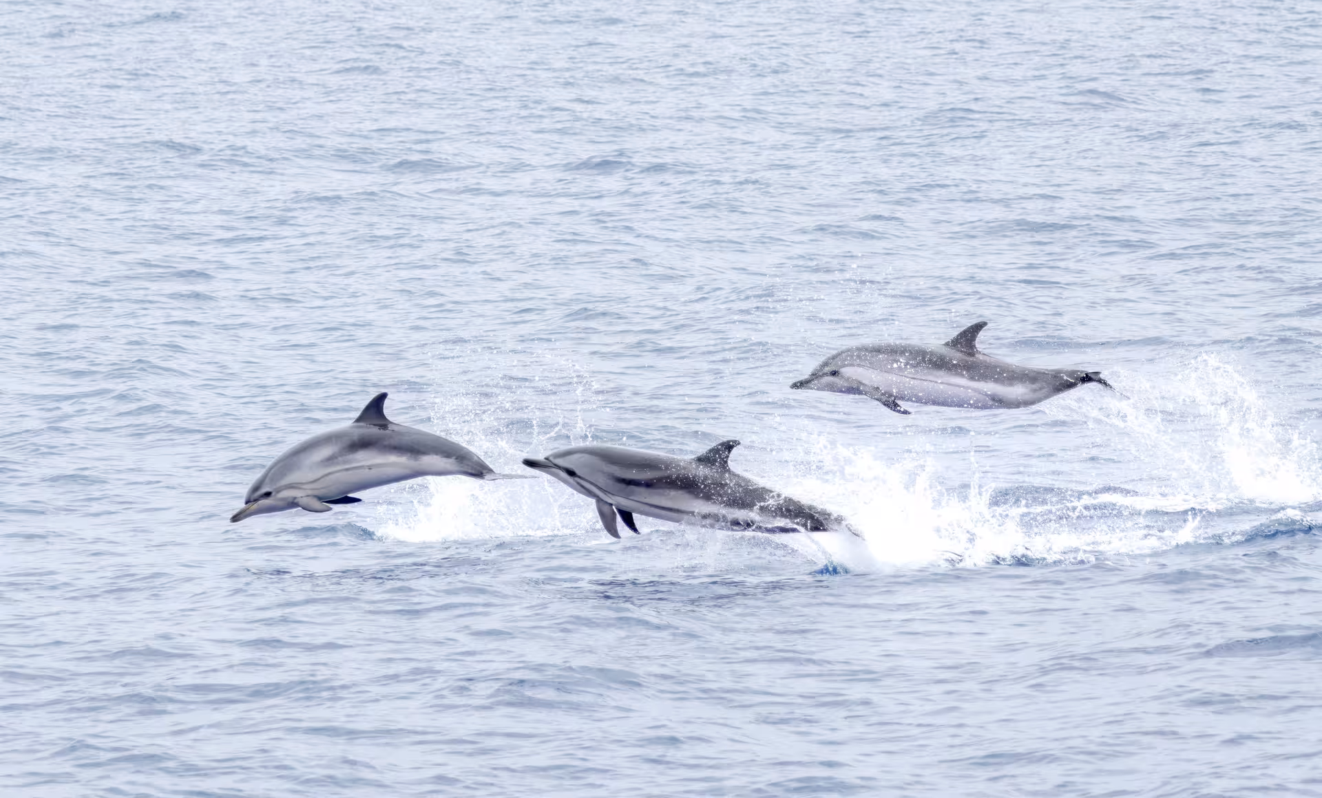 Pod of wild dolphins leaping beside the boat on a Caloura dolphin watching cruise in the Azores
