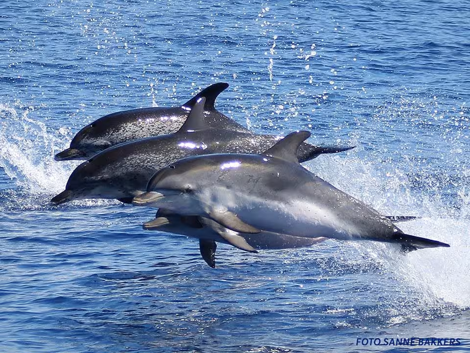 Pod of wild dolphins leaping beside the boat near São Miguel Island, Azores during a half-day dolphin swim trip