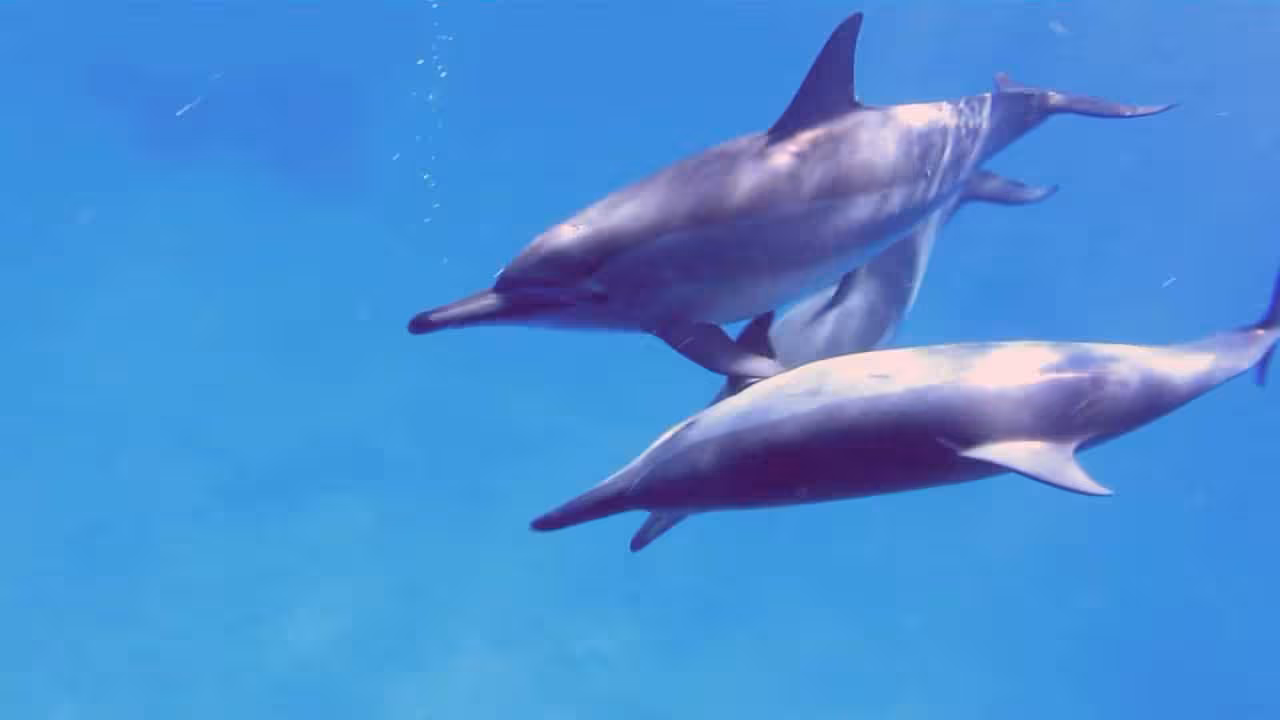 Two wild dolphins gliding in clear Red Sea water at Dolphin House, ideal for snorkeling and dolphin watching