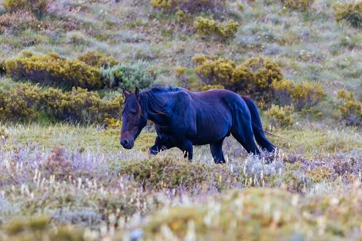 Wild horse grazing in the scenic Snowy Mountains, NSW, a highlight of the 3-day private tour experience.