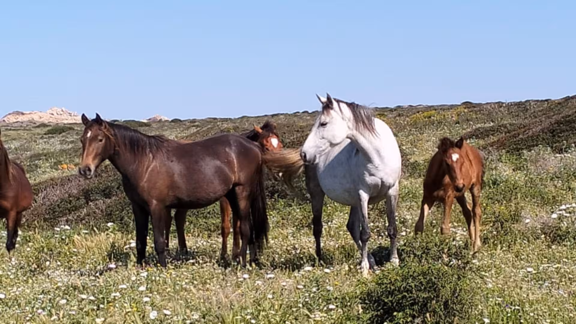 Wild horses grazing in a flowered meadow on Asinara Island, a highlight of the Porto Torres minivan tour.