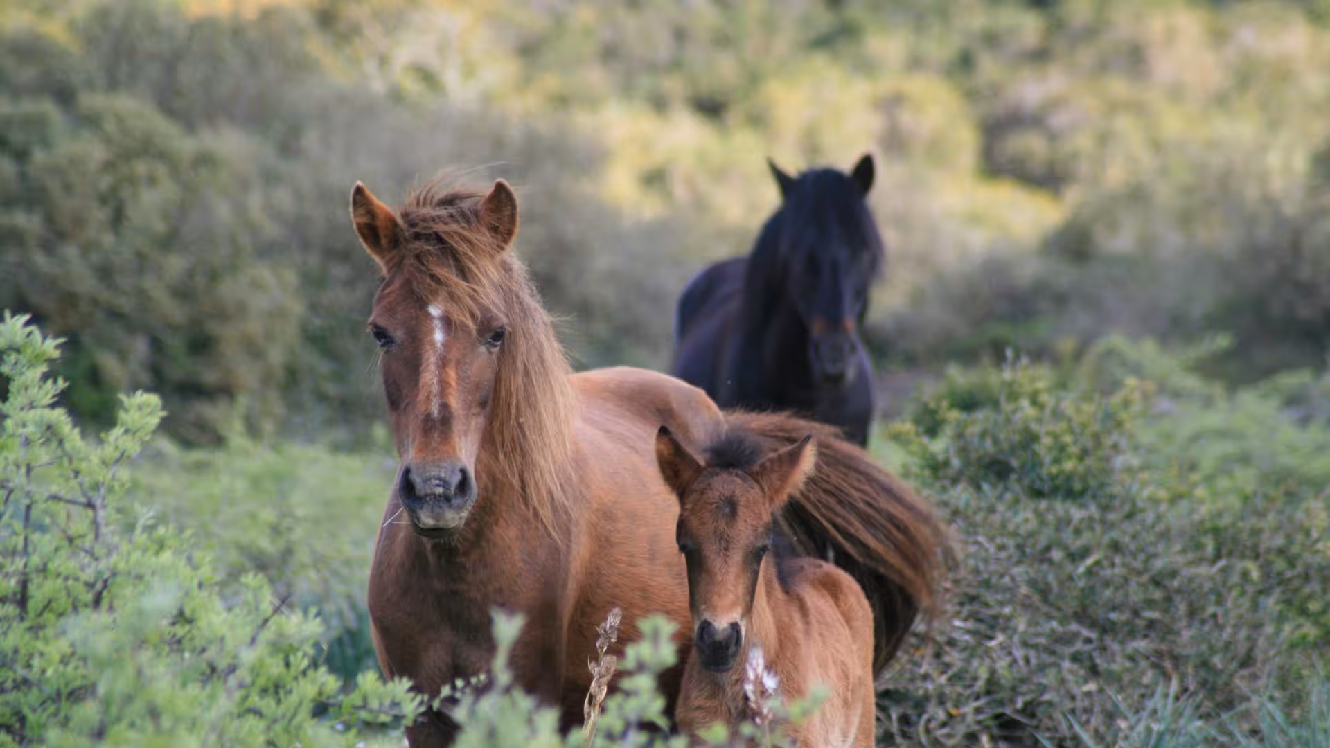 Majestic wild horses with a foal in the serene greenery of Giara Park, perfect for nature tours in Sardinia.