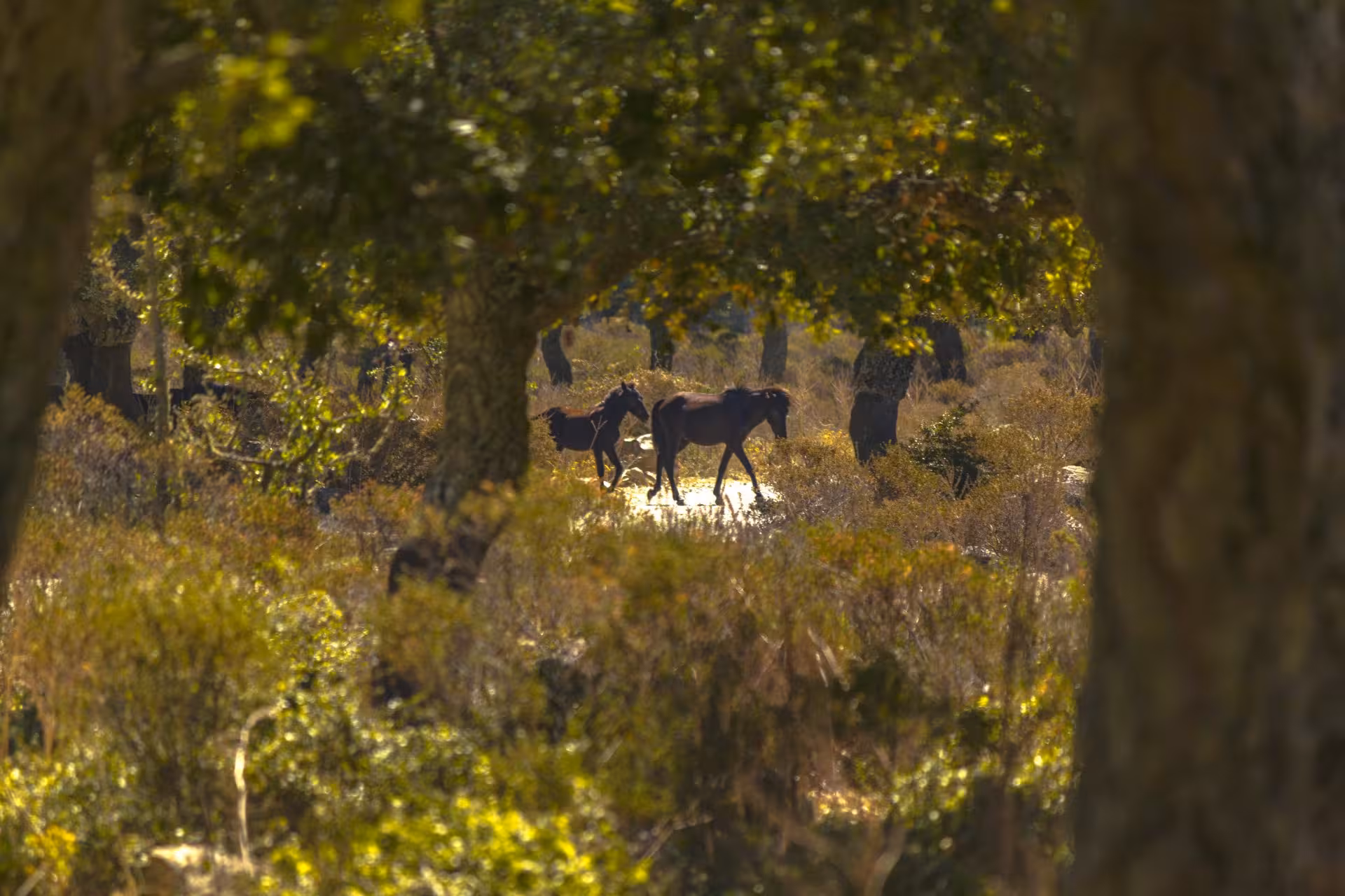 Wild horses roam freely in the lush landscapes of the Giara di Gesturi, a highlight of the Cagliari tour.