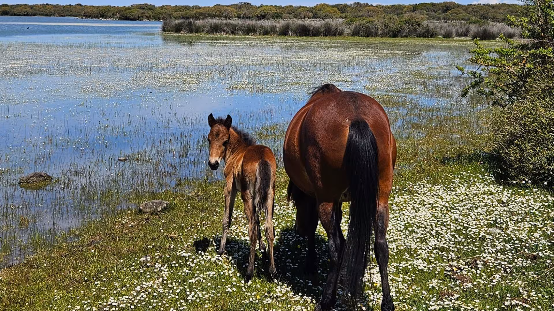 Wild horses grazing by a serene lake in Giara Park, offering a unique trekking experience in Sardinia's nature.