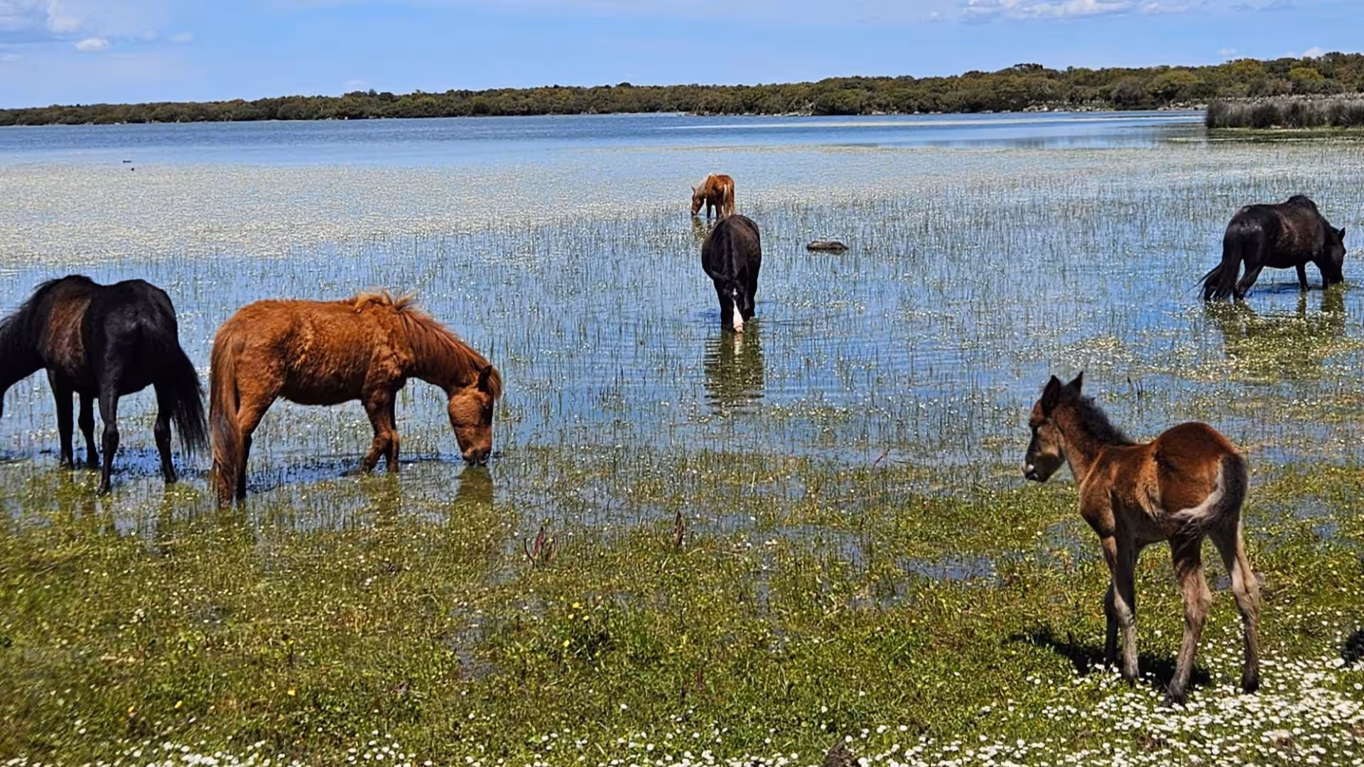 Wild horses graze peacefully in the serene waters of Giara Park during a sunny day, perfect for a trekking adventure.
