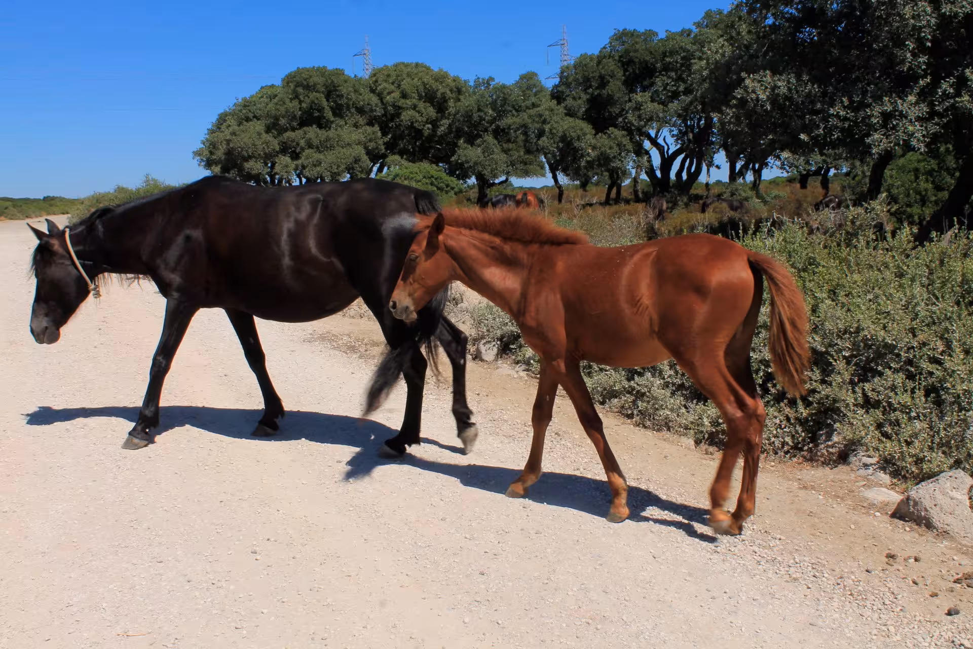 Wild horses roam freely on the scenic Giara plateau near Cagliari, offering a glimpse into Sardinia's natural beauty.