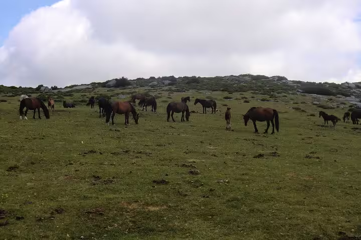 Wild horses grazing on a lush green hill under a cloudy sky in Peneda Geres National Park, Portugal.