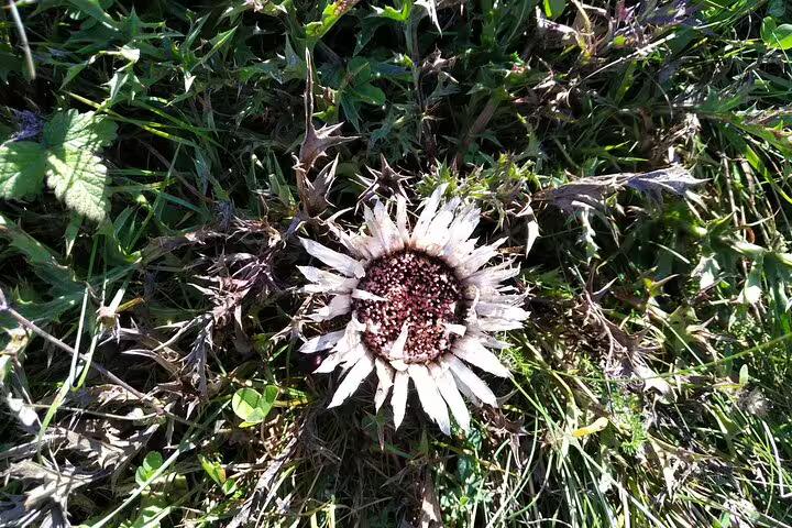Dried carline thistle flower growing wild in Transylvania meadow grass