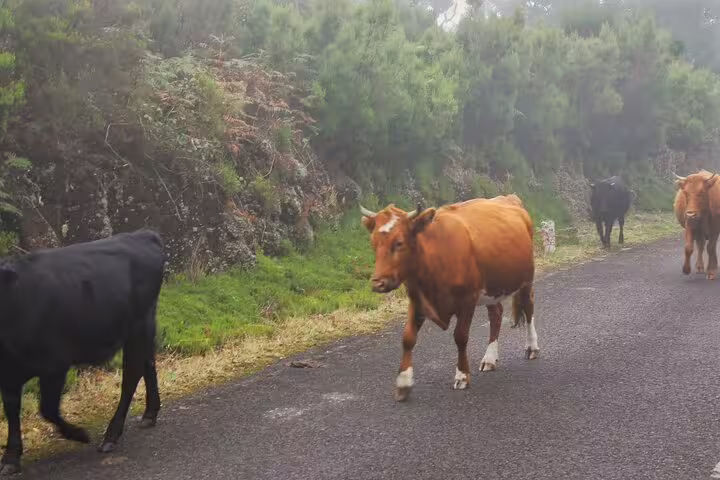 Cows leisurely walk along a scenic road during the Wine & Cabo Girão Jeep Safari in Madeira, surrounded by lush greenery.