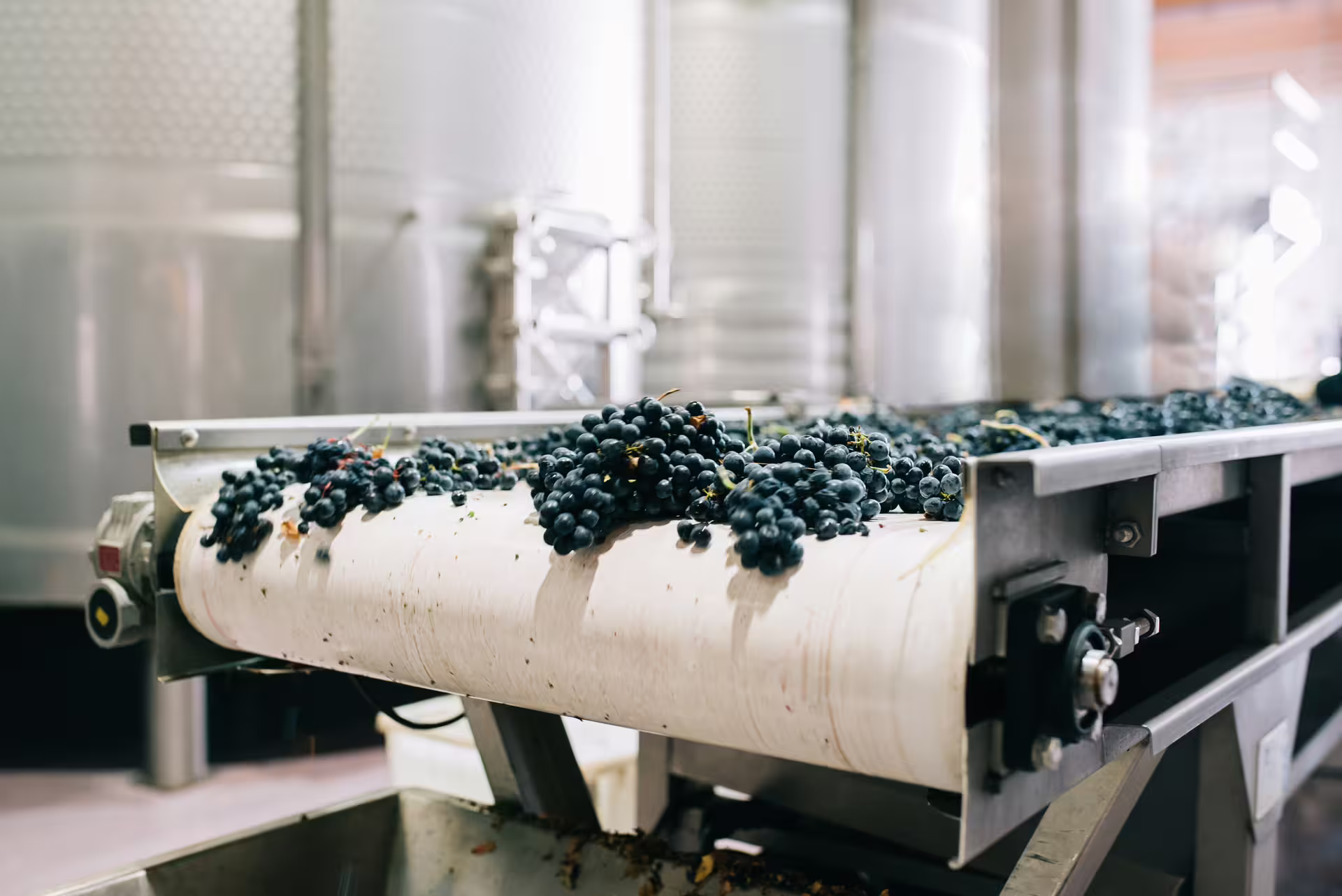 Harvested wine grapes on a winery conveyor belt, behind-the-scenes harvest season wine tour and tasting