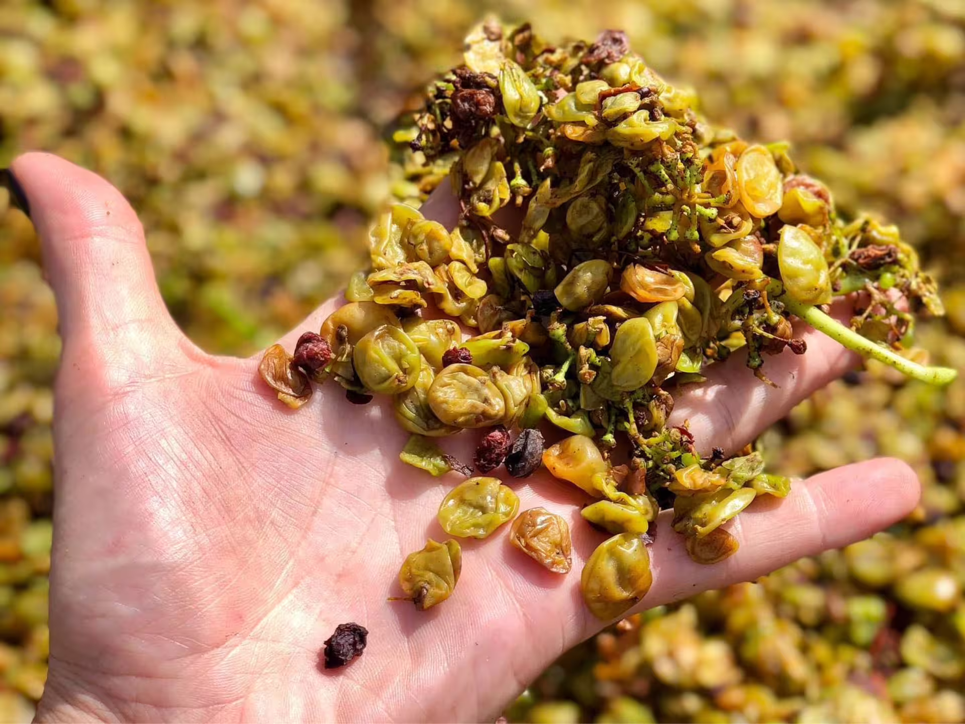Hand holding freshly harvested grapes, showcasing the wine-making process near Asti and Turin.
