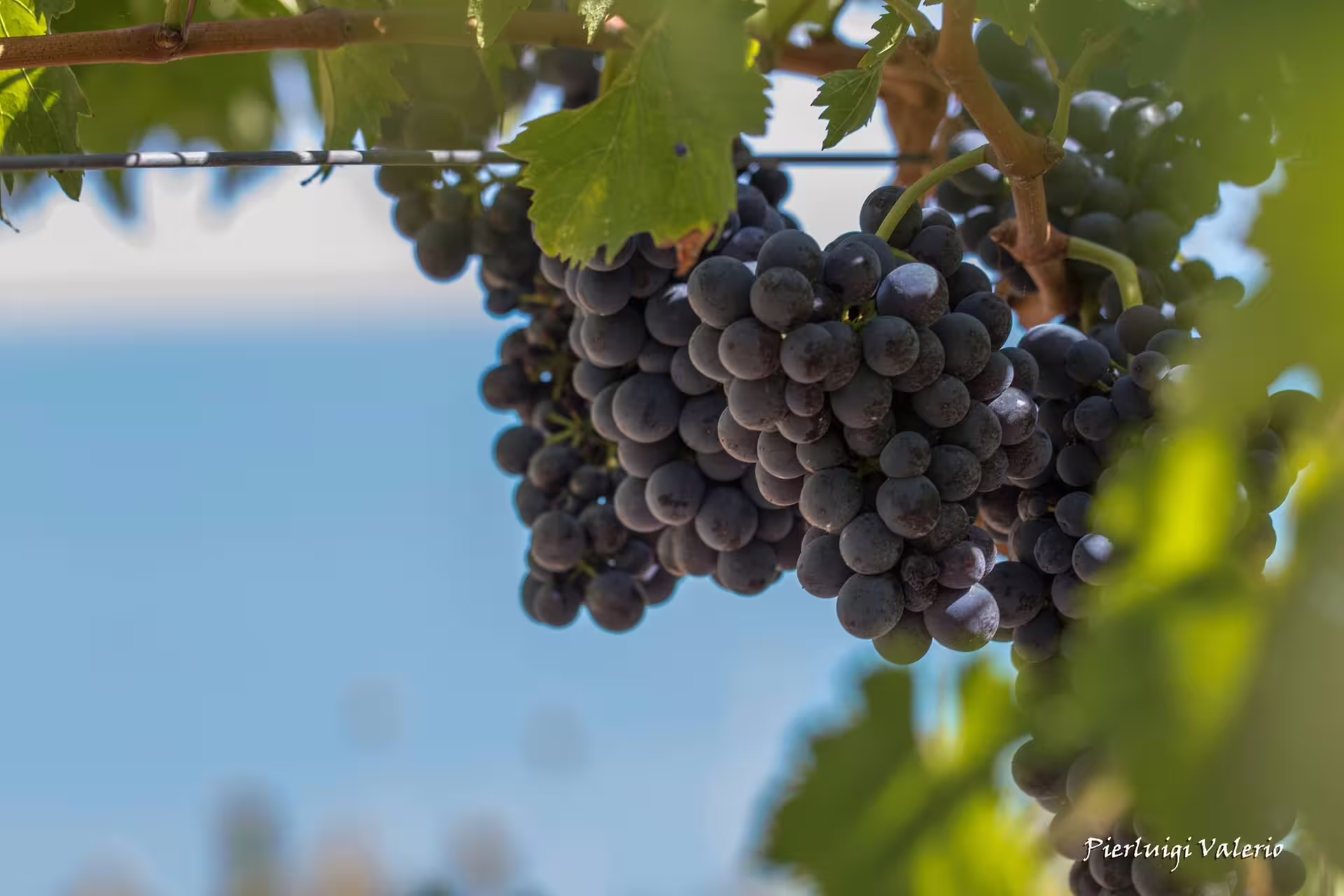 Ripe black wine grapes hanging on the vine in a sunlit vineyard, perfect for harvest season wine tour