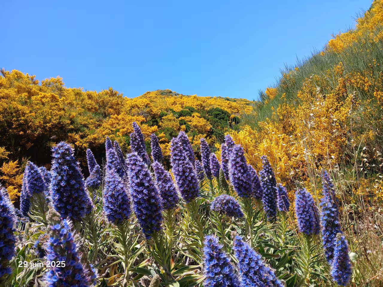 Vibrant purple and yellow wildflowers bloom under a clear blue sky on the Wine Route, Madeira.