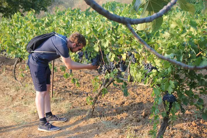Visitor inspecting grape clusters at a vineyard in Berat, highlighting the immersive wine tour experience.