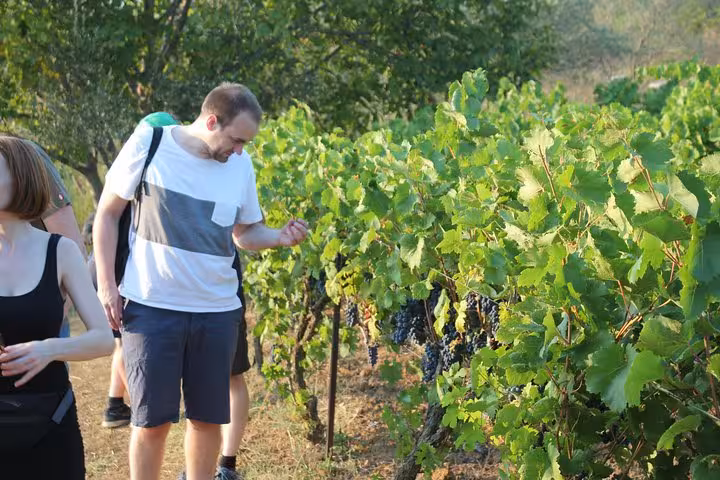 Tourists exploring lush vineyards in Berat during a guided wine tasting and food tour by Vato.