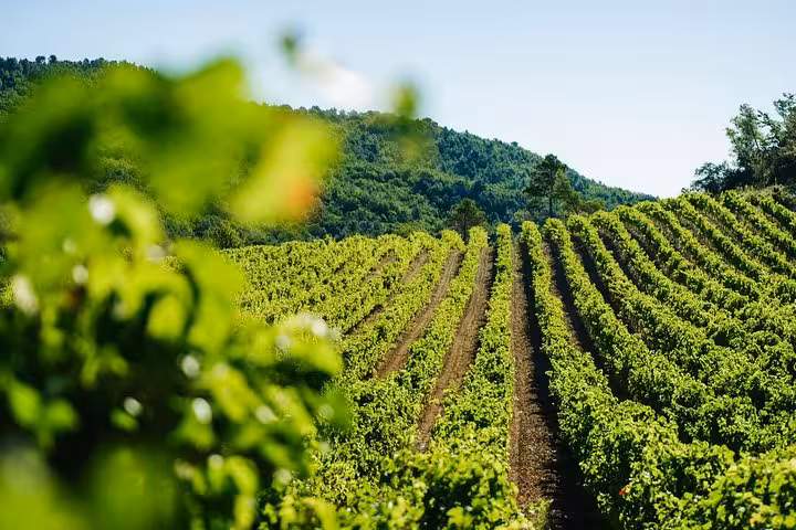 Experience the lush vineyards of Grasse on a scenic Wine Tasting and Perfume Factory Private Tour.