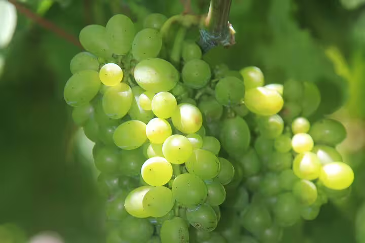 Close-up of lush green grapes on a vine, perfect for a bestselling wine tour, tasting experience, and 4x4 skywalk adventure.