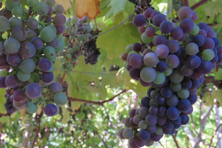 Vibrant grapevines under sunlight, showcasing ripe clusters, perfect for an unforgettable wine tour and tasting adventure.