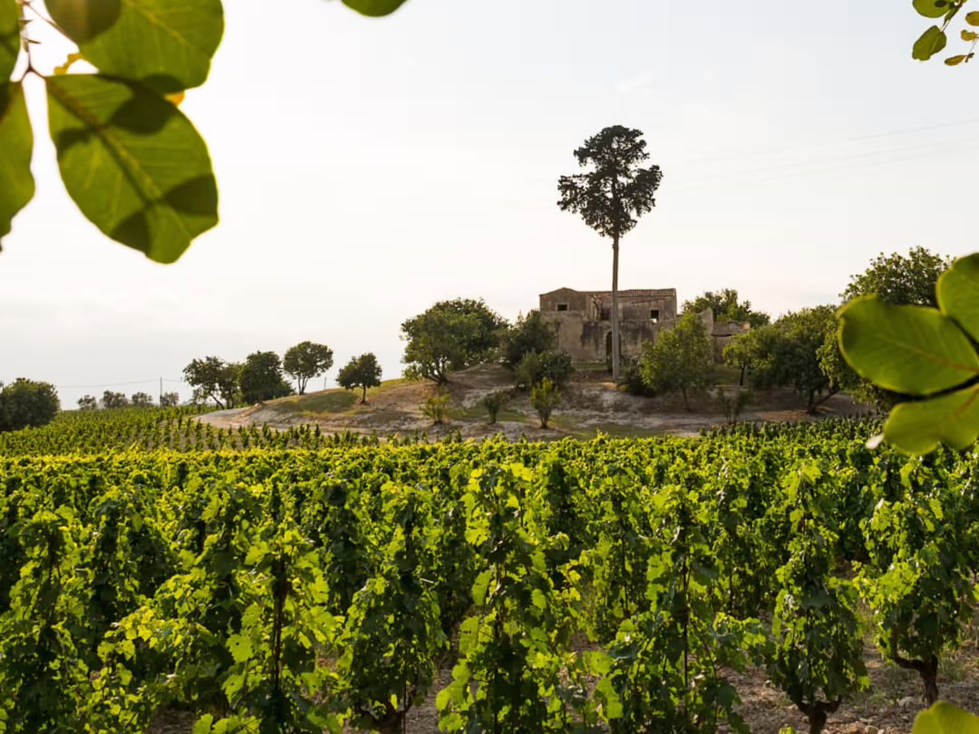 Historic farmhouse surrounded by vibrant vineyards near Grosseto, ideal for an immersive winery visit.