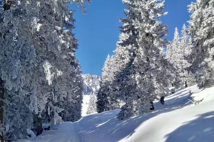Snow-covered pine forest trail in Piatra Craiului mountains under clear blue winter sky