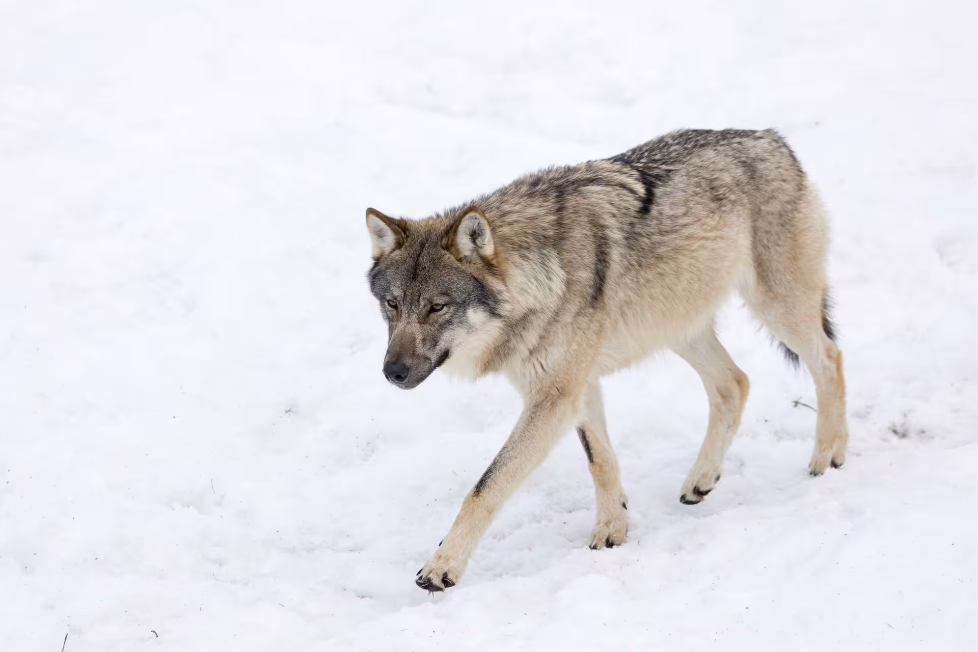 Majestic wolf on snowy ground at Ranua Wildlife Park, perfect for a family-friendly wildlife exploration tour.