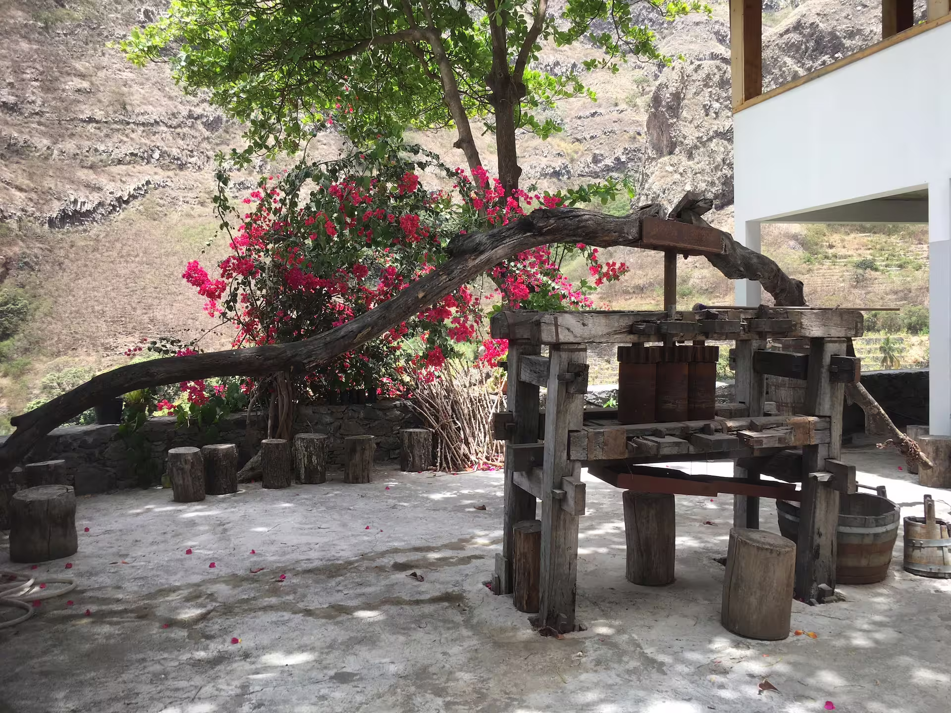 Rustic wooden press under a tree with vibrant flowers in Santo Antão's scenic Valley of Paul, Cape Verde tour.