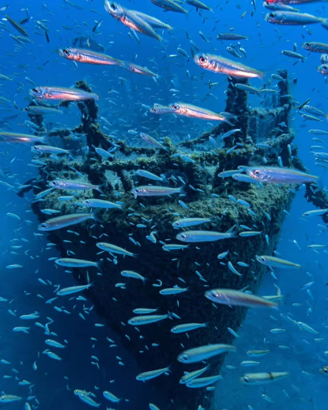 Underwater view of Wreck Corveta Afonso Cerqueira surrounded by vibrant fish, perfect for diving tours in Madeira.