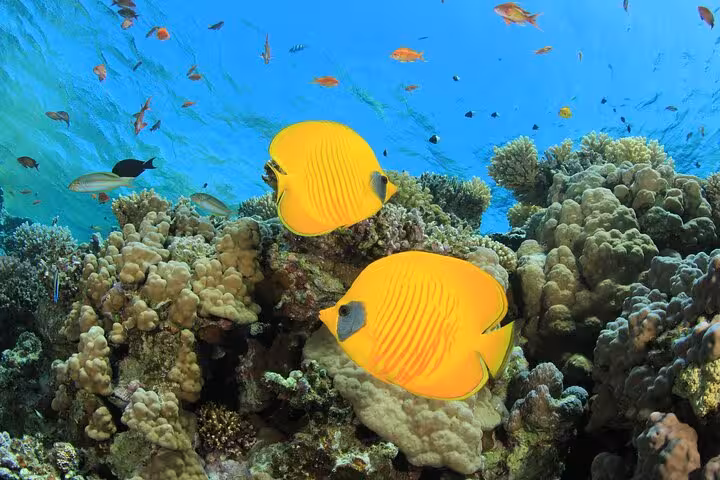 Yellow butterflyfish swimming above vibrant Red Sea coral reef on a Hurghada scuba diving excursion