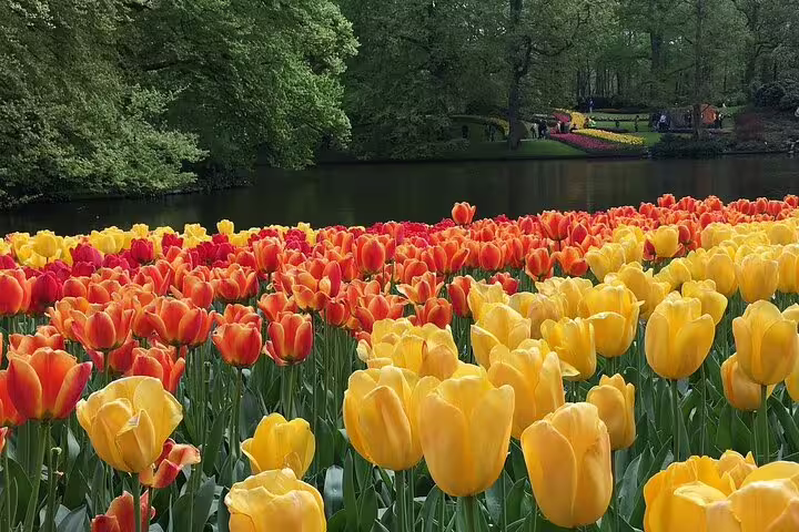 Yellow and orange tulips by the lake in Keukenhof Gardens on a half-day Keukenhof trip from Amsterdam