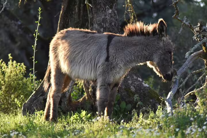 Young donkey grazing under a cork oak tree at Herdade Alentejo, showcasing the region's rich biodiversity.