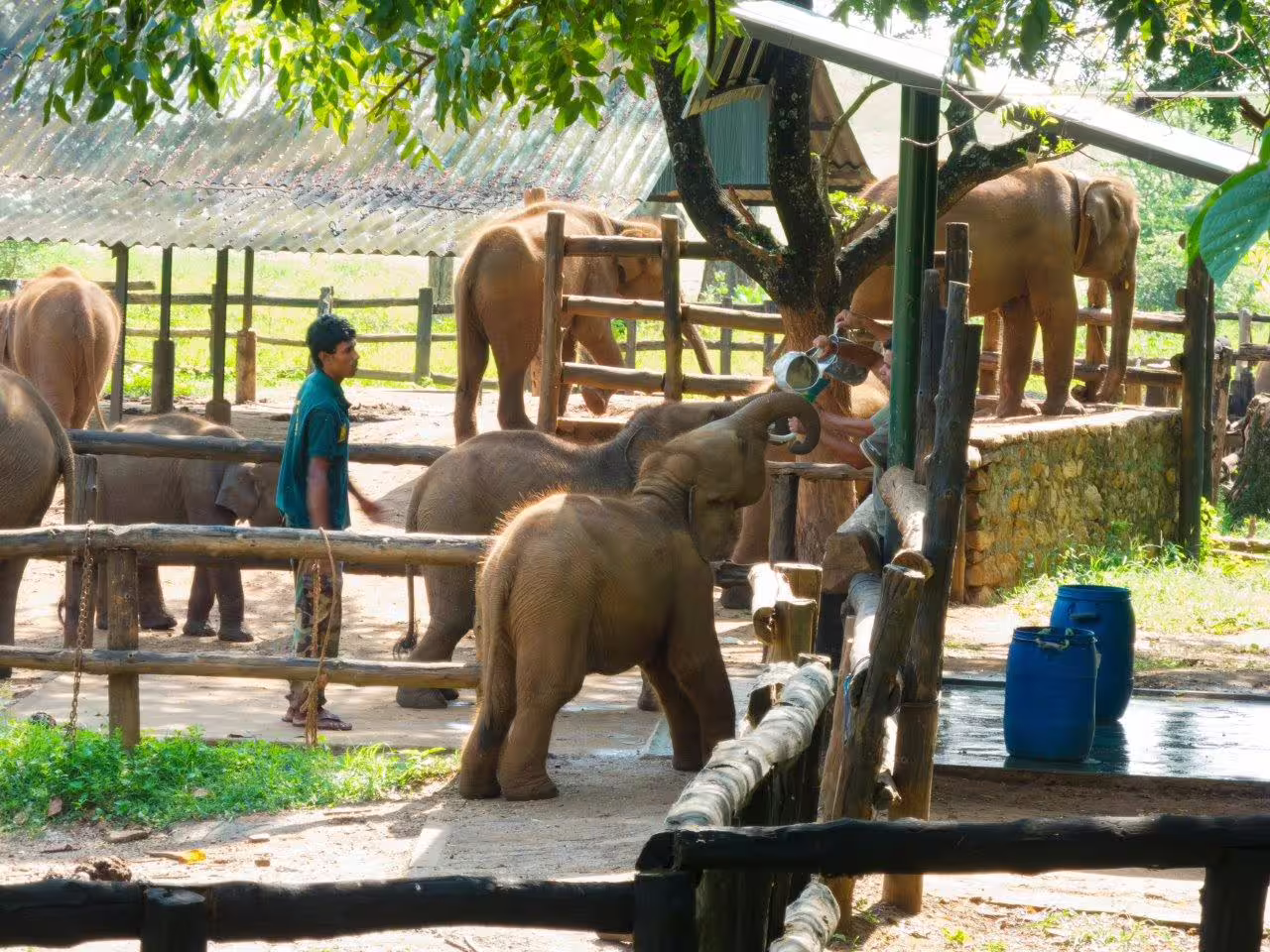 Young elephants being fed in a sanctuary during a Yala & Galle 2 Days Private Tour, showcasing wildlife conservation.