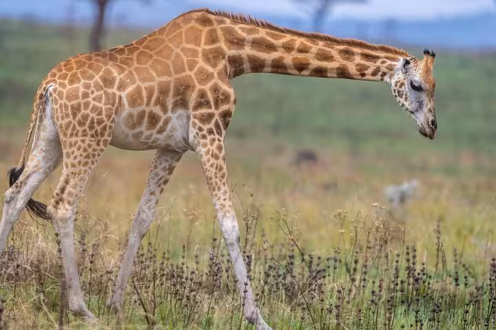 Young giraffe grazing in the lush landscape at Cape Town Giraffe House, part of an exciting wildlife tour.