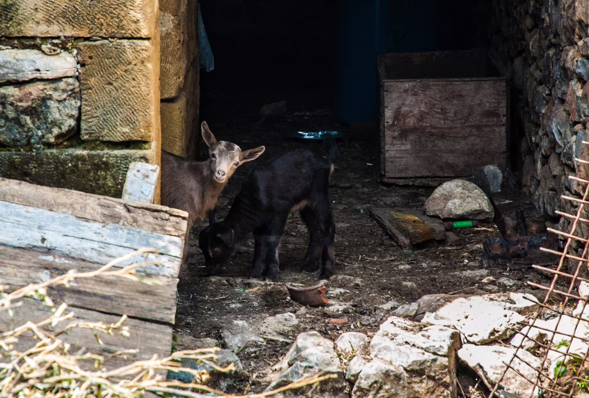 Young goats in a rustic stone shed on a Kardamyli village hike, a local nature highlight in Mani, Greece