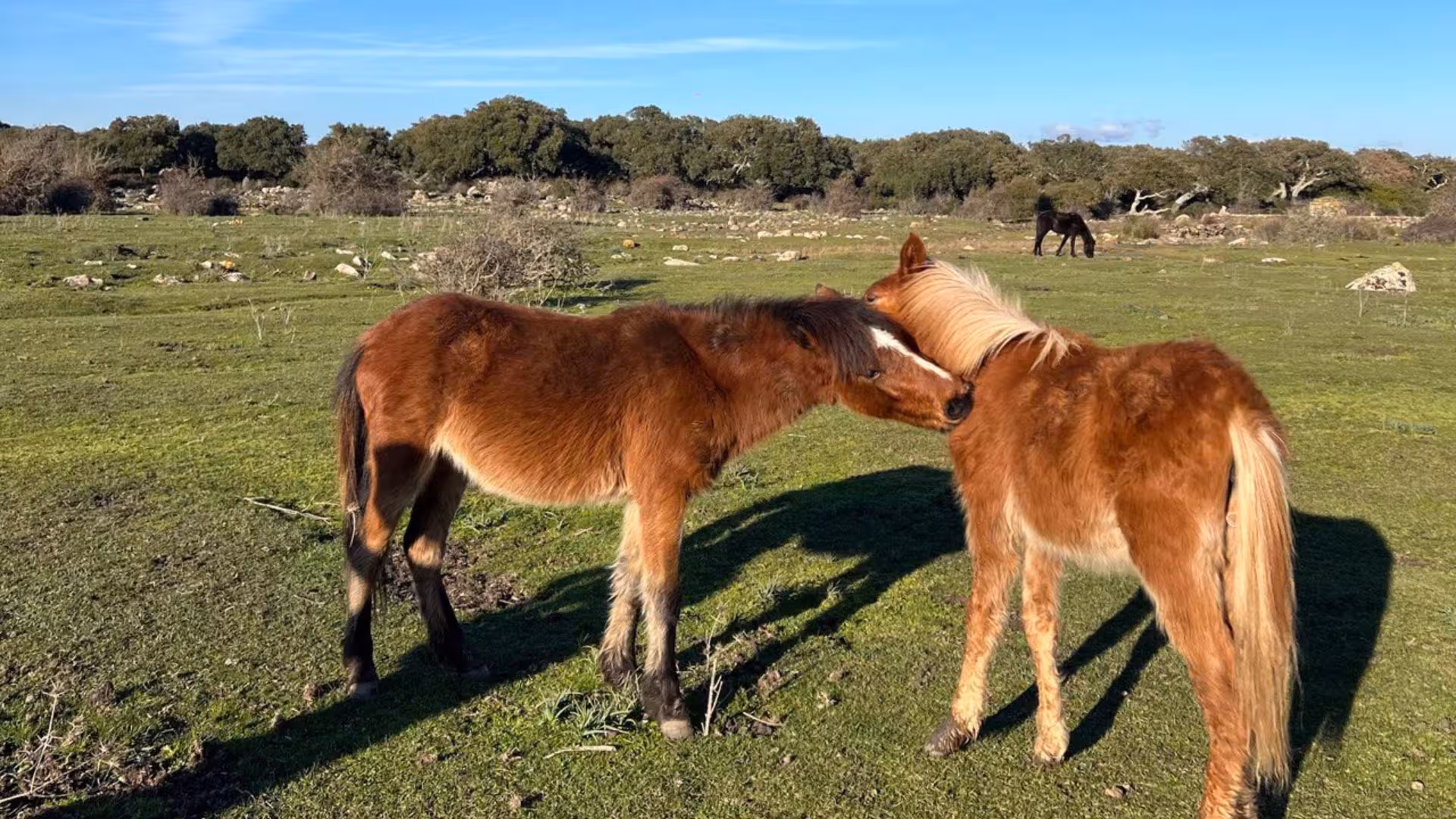 Two young horses nuzzle affectionately in the lush green pastures of Giara Park, a tranquil spot for trekking.