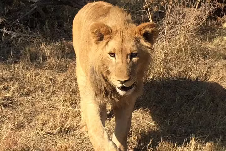 Young lion in Pilanesberg