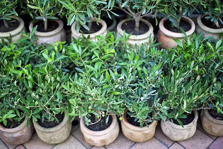 Potted young olive trees at the farm nursery for an olive oil tasting experience near Corinth Canal, Nafplio