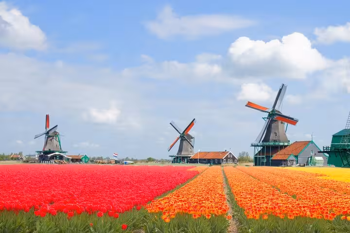 Zaanse Schans windmills beside vibrant Dutch tulip fields on a private tour from Amsterdam