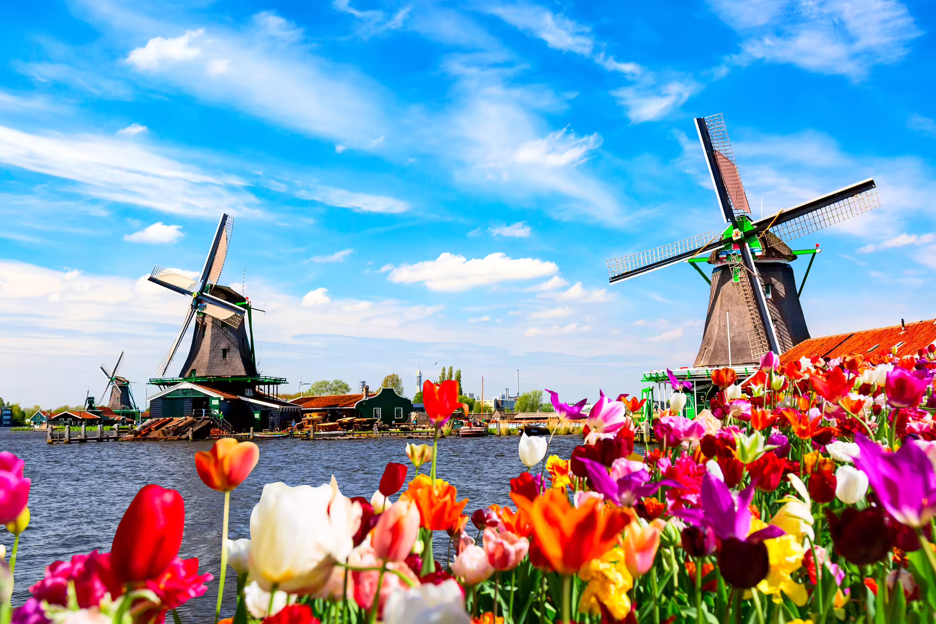 Colorful tulips with Zaanse Schans windmills by the river, scenic 1-day walking tour with audioguide