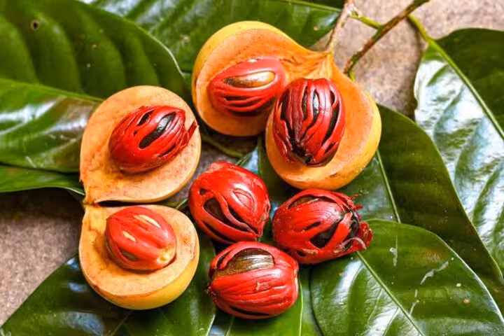 Nutmeg and mace fruit displayed on lush green leaves, highlighting the aromatic allure of Zanzibar's spice farms.