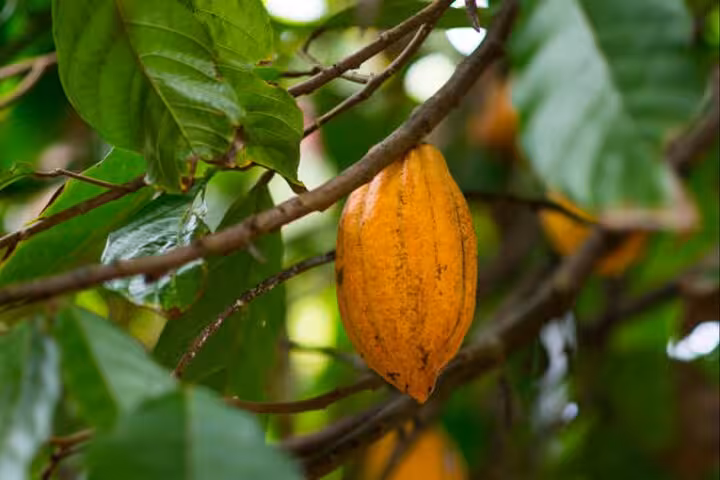 Experience the exotic allure of a ripe cacao pod nestled among green leaves, featured in the Zanzibar spice tour.